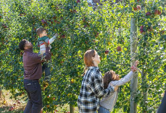 Apple Picking at Shady Brook Farm