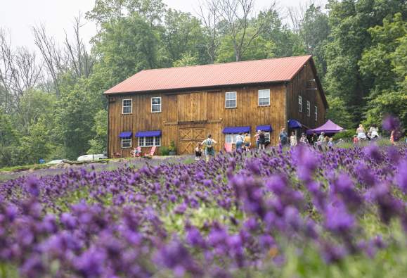 Peace Valley Lavender Farm