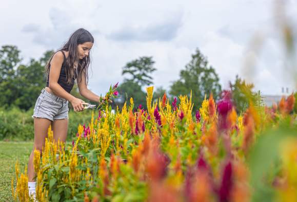 Shady Brook Farm Flower Picking