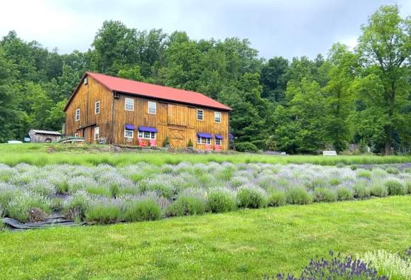 Peace Valley Lavender Farm blog post