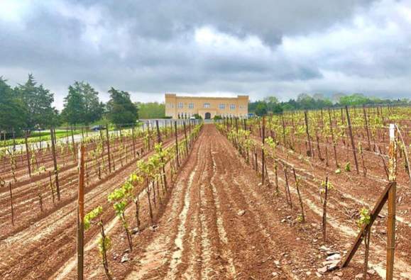 A Vineyard In Bucks County