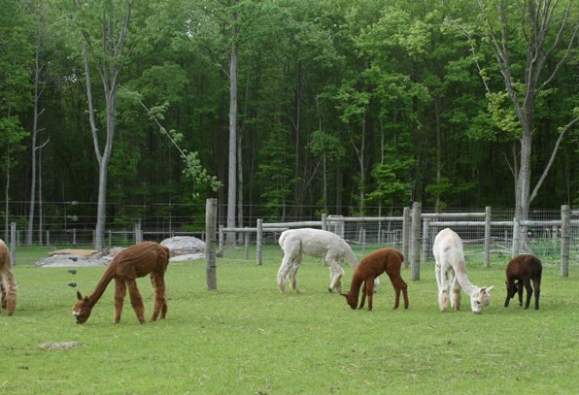 Deerwood Alpaca Farm