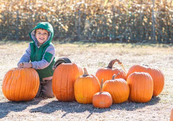 Pumpkin Picking at Shady Brook Farm