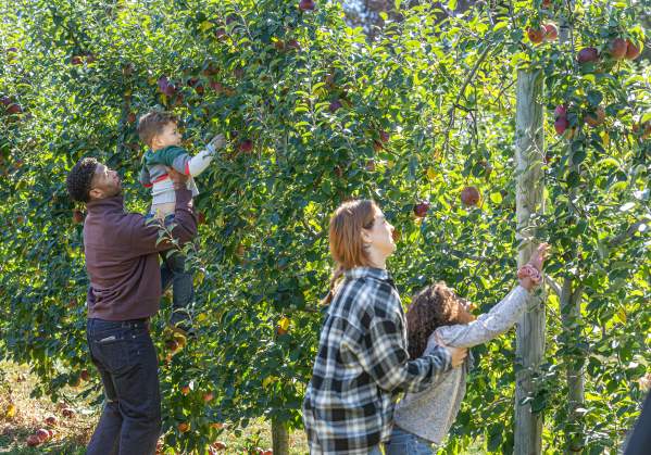 Apple Picking at Shady Brook Farm