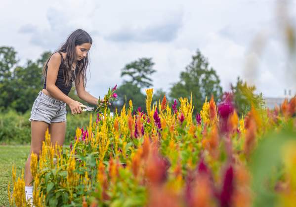 Pick-your-own Fun in Bucks County