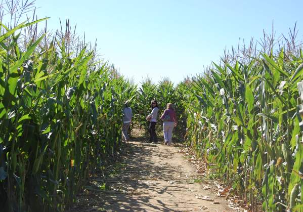 With family festivals throughout the year, fun is always in season at Shady Brook Farm!