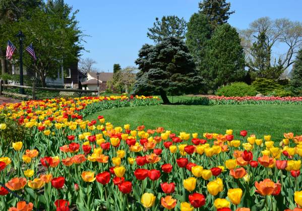 Spring tulips at Peddler's Village