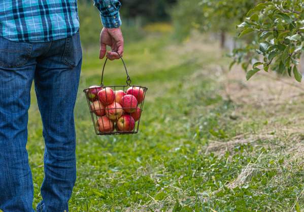 Apple Picking