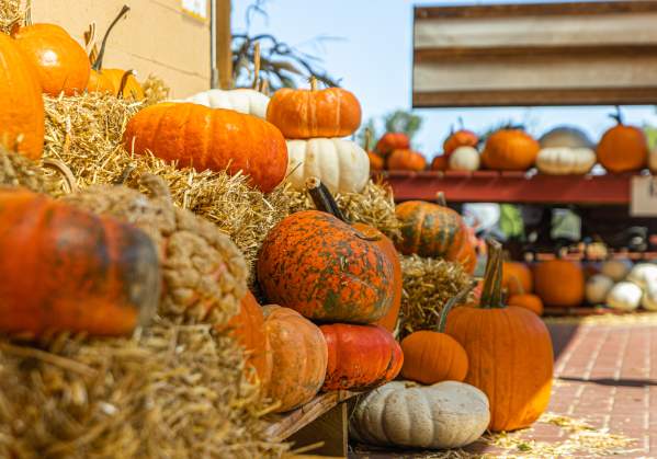 Pumpkin Picking in Bucks County