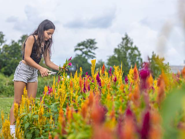 Pick-your-own Fun in Bucks County