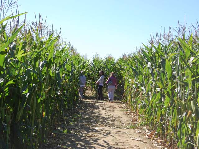 With family festivals throughout the year, fun is always in season at Shady Brook Farm!