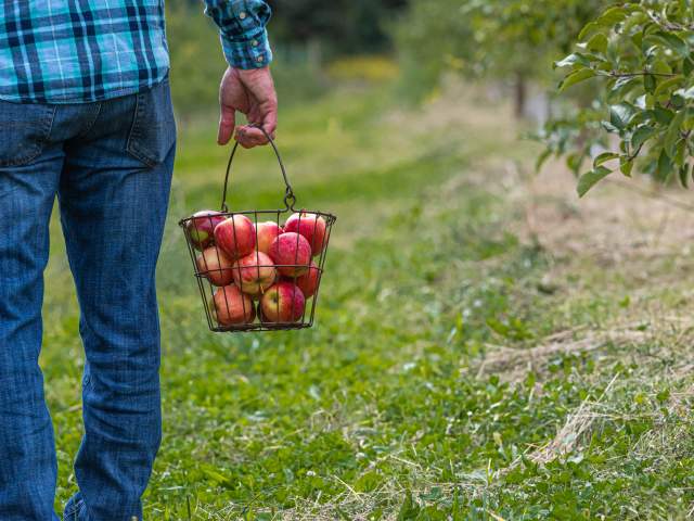 Apple Picking