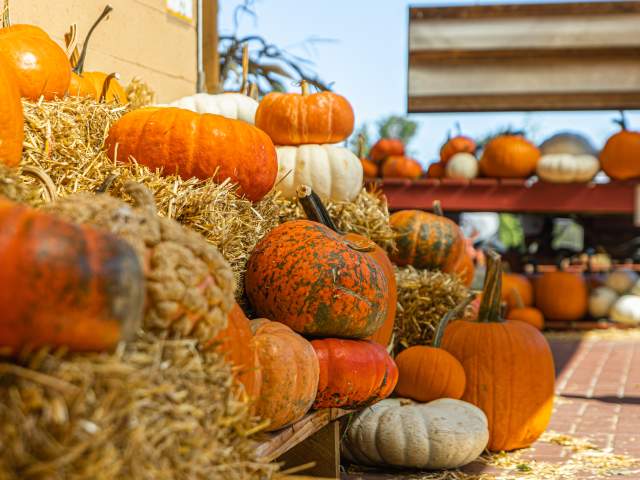 Pumpkin Picking in Bucks County