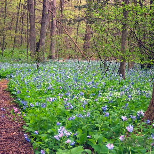 Bowman's Hill Wildflower Preserve