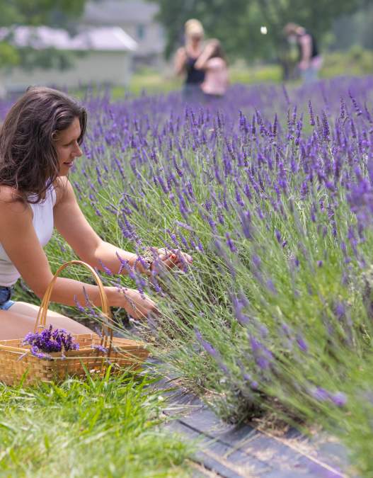 Beautiful Bucks County Gardens
