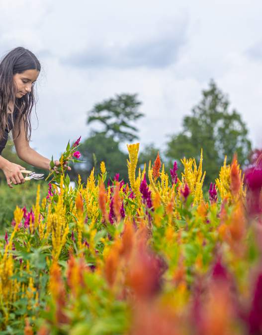 Pick-your-own Fun in Bucks County