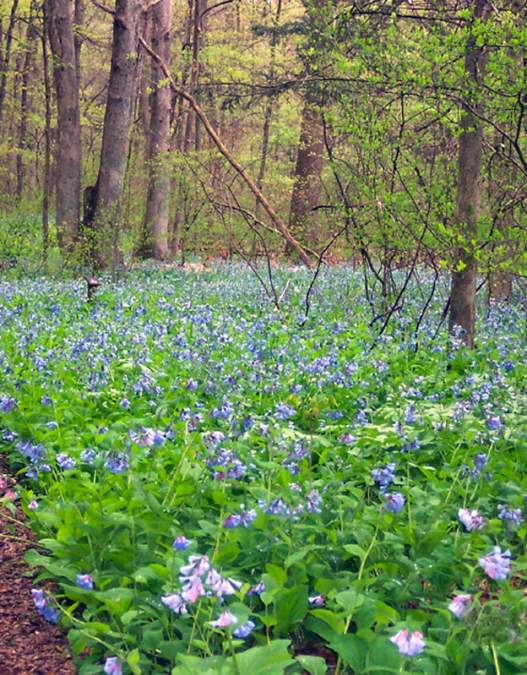 Springtime at Bowman's Hill Wildflower Preserve
