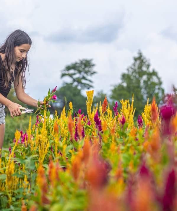 Pick-your-own Fun in Bucks County