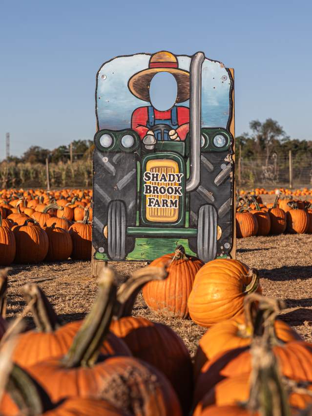 Pumpkins at Shady Brook Farm