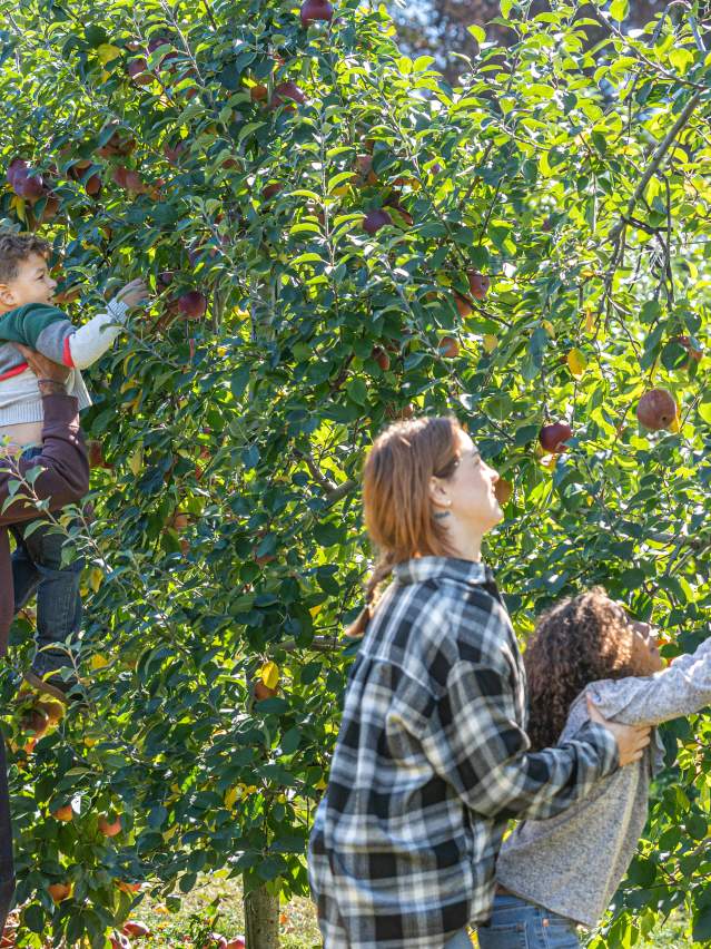 Apple Picking at Shady Brook Farm