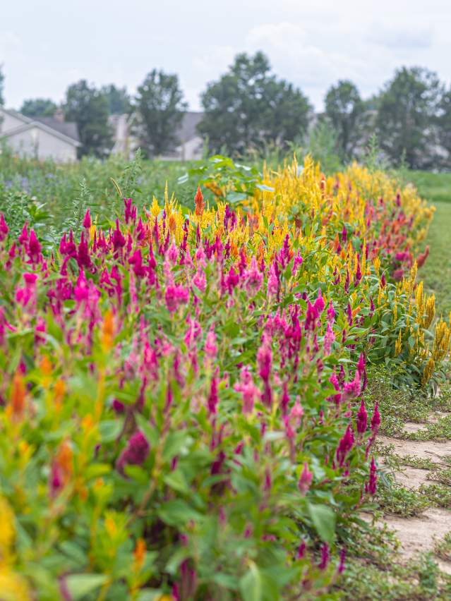 Shady Brook Farm flower picking