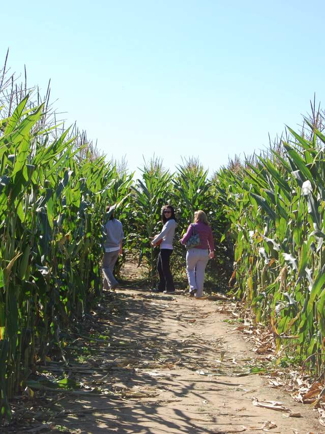 With family festivals throughout the year, fun is always in season at Shady Brook Farm!