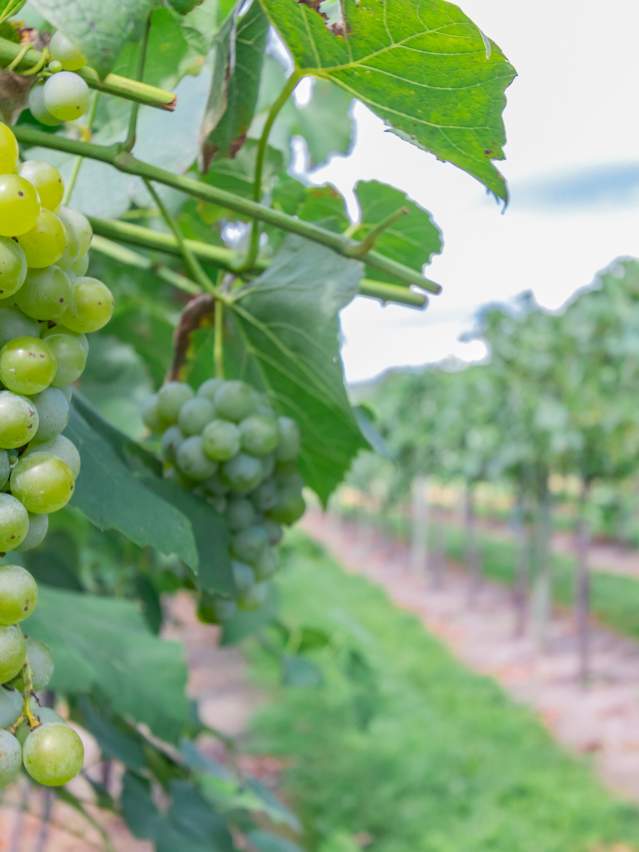 Buckingham Valley Vineyards