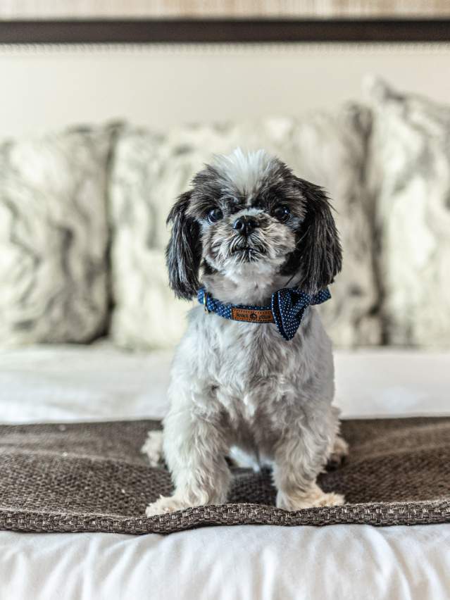 Carriage House B&B pet friendly
