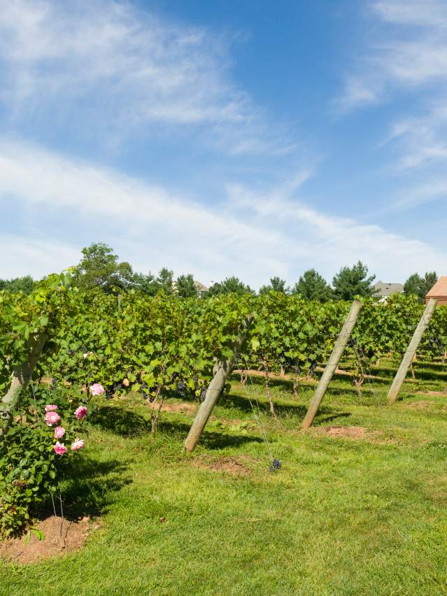 Vines at Crossing Vineyards