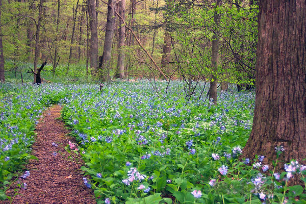 Copy of Bowman's Hill Wildflower Preserve