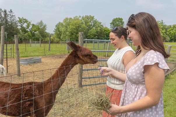 Bucks County Alpacas