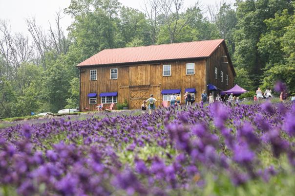 Peace Valley Lavender Farm