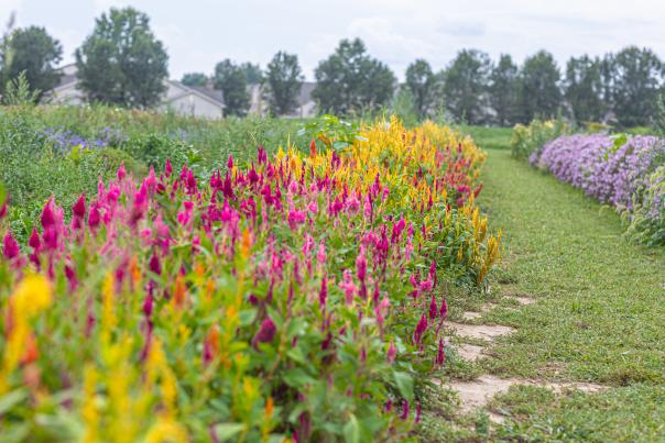 Shady Brook Farm flower picking
