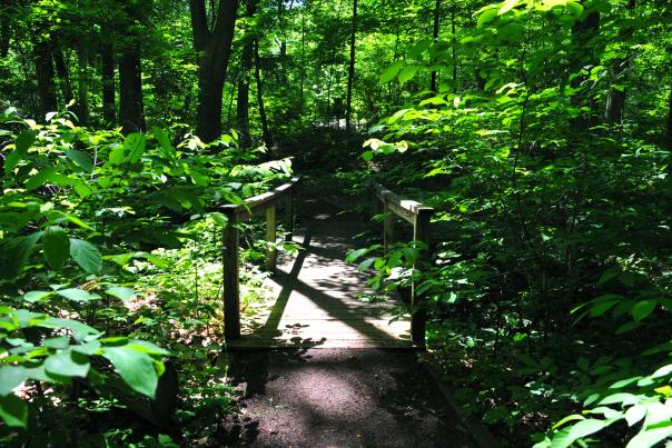 Bowman's Hill Wildflower Preserve includes trails, woods, meadows, a pond and a creek.