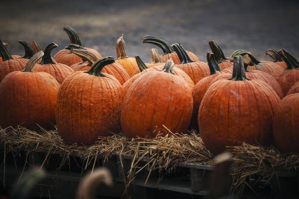 Pumpkins at Styer Orchard