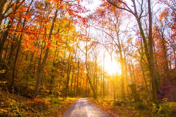 Fall Foliage and Sun