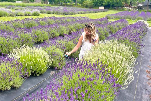 Peace Valley Lavender Farm blog post