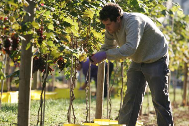 Harvesting grapes at Crossing Vineyards