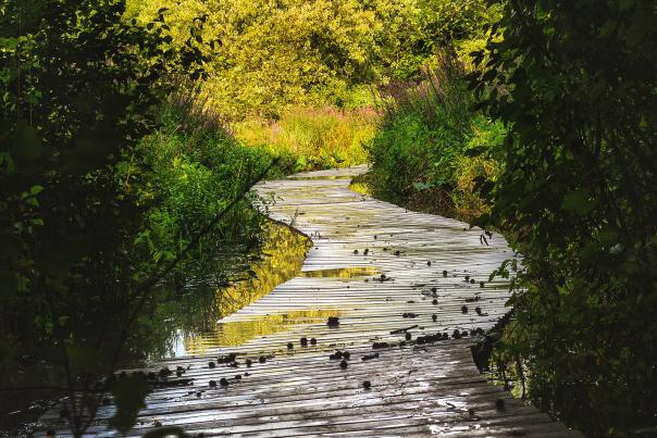 Silver Lake Nature Center flooded path
