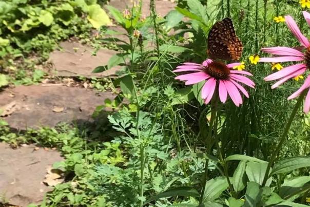 Bowman's Hill Wildflower Preserve