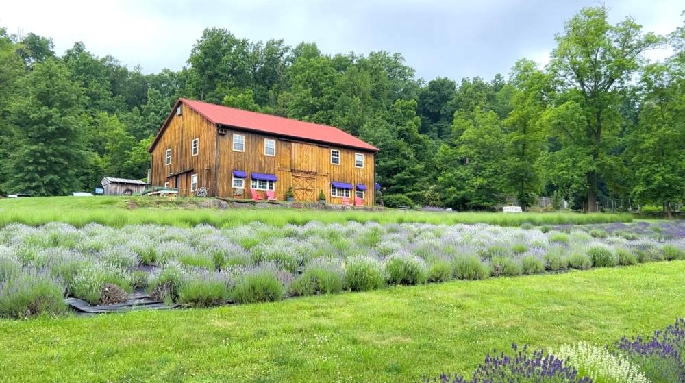 Peace Valley Lavender Farm blog post