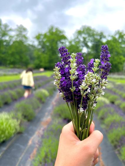 Peace Valley Lavender Farm blog post
