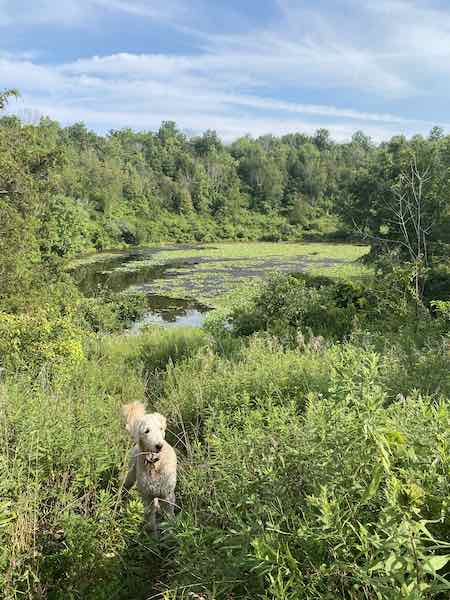 Hiking with toddlers
