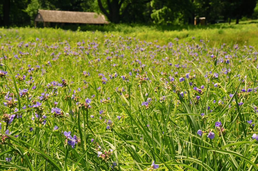Meadow at Bowman's Hill Wildflower Preserve