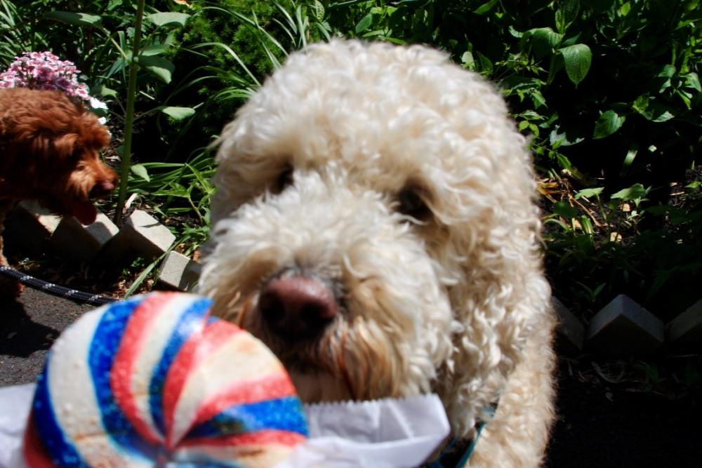 Yardley dog blog post