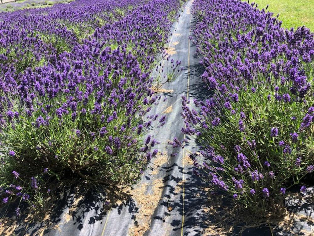 Lavender4