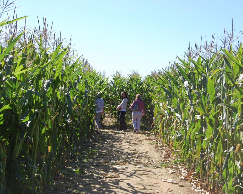 With family festivals throughout the year, fun is always in season at Shady Brook Farm!