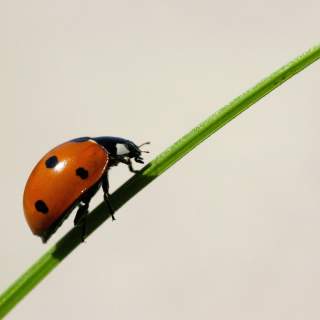 Homeschool in the Parks: Creepy Crawlies
