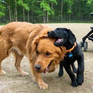 Yappy Hour