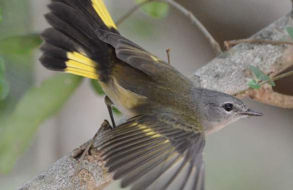 A Big Sit: Birding Event